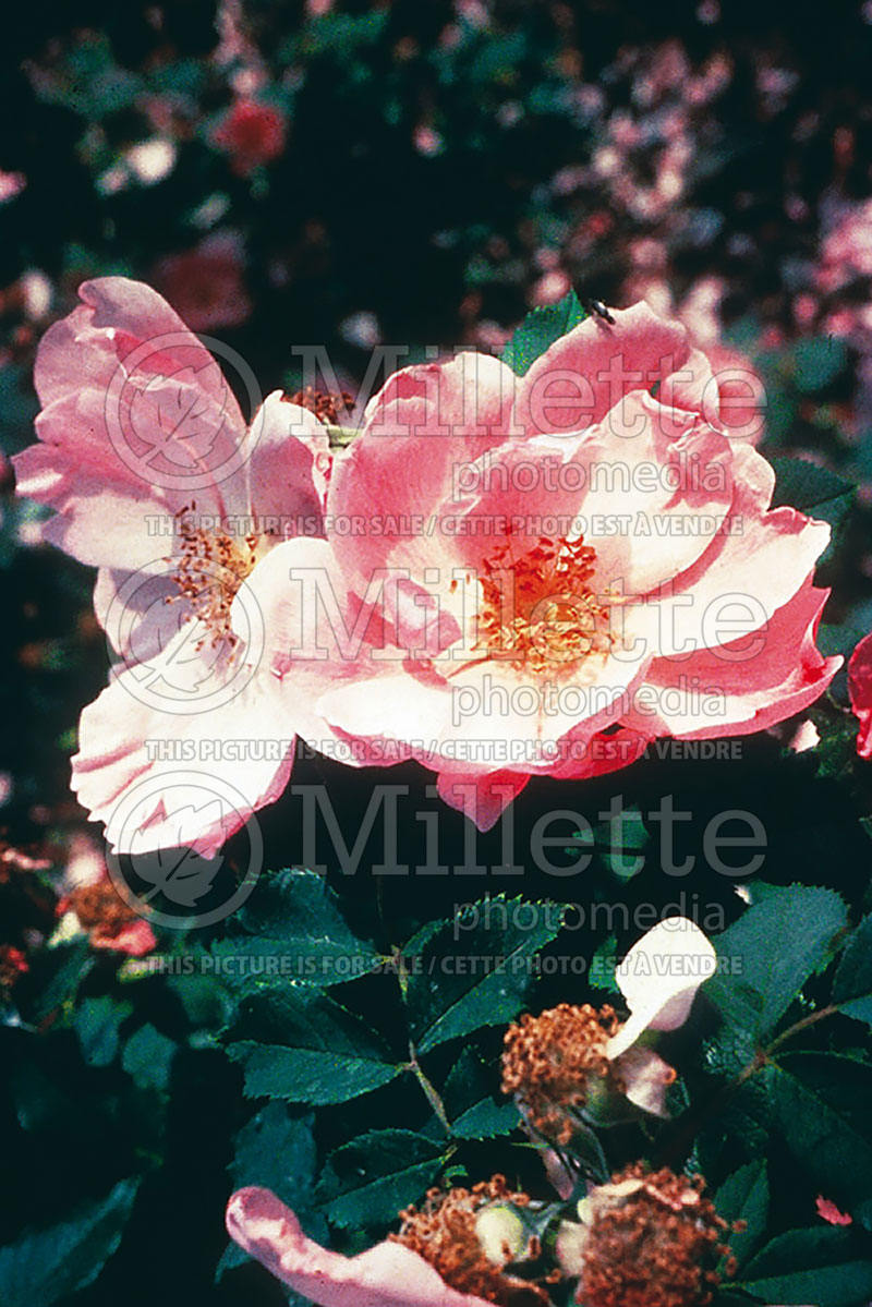 Rosa Applejack (Shrub Rose)  1 