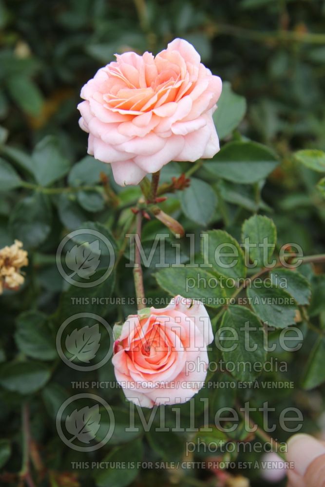 Rosa Apricot Delight (Shrub Rose) 1