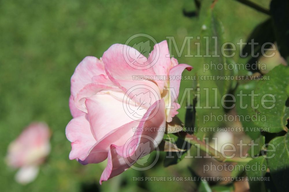 Rosa April In Paris (Hybrid Tea Rose)  2 