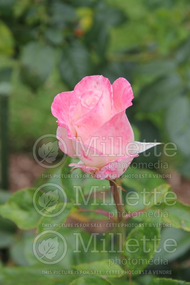 Rosa April In Paris (Hybrid Tea Rose)  3 