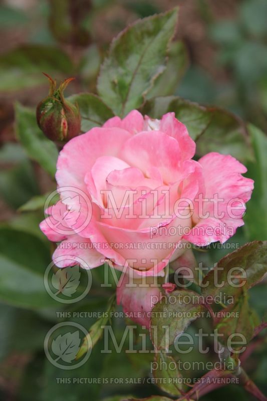 Rosa April In Paris (Hybrid Tea Rose)  4 