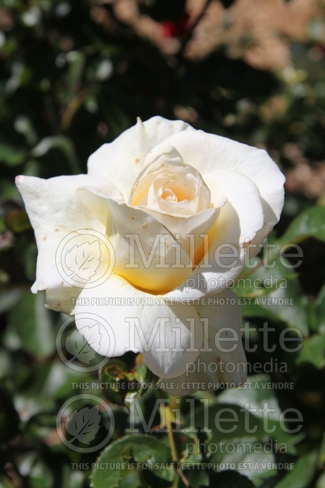 Rosa April In Paris (Hybrid Tea Rose)  6 