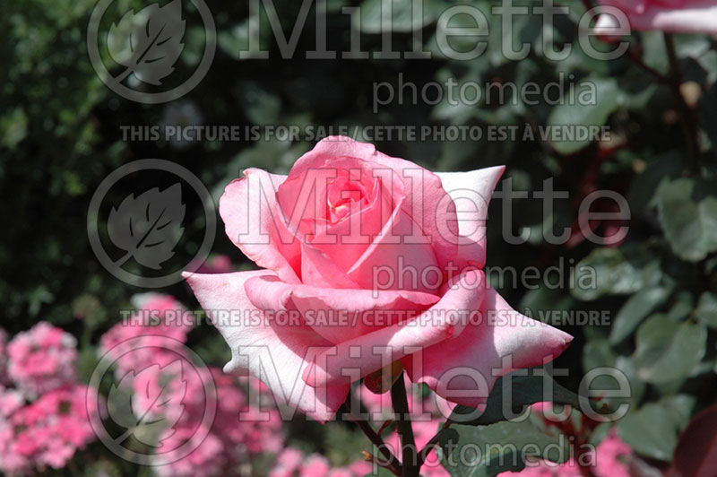 Rosa Aromatherapy (Hybrid Tea Rose)  1