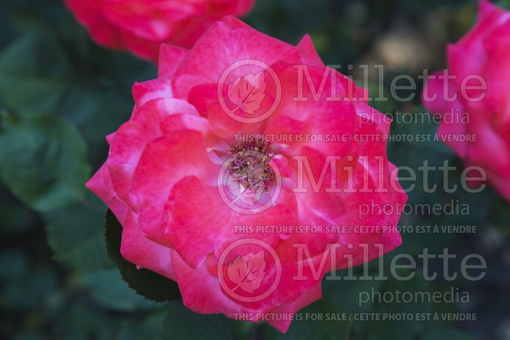 Rosa Artistry (Hybrid tea Rose) 1