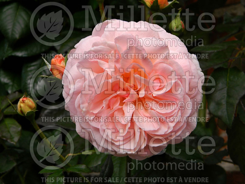 Rosa A Shropshire Lad or Ausled (Climbing Rose)  1 