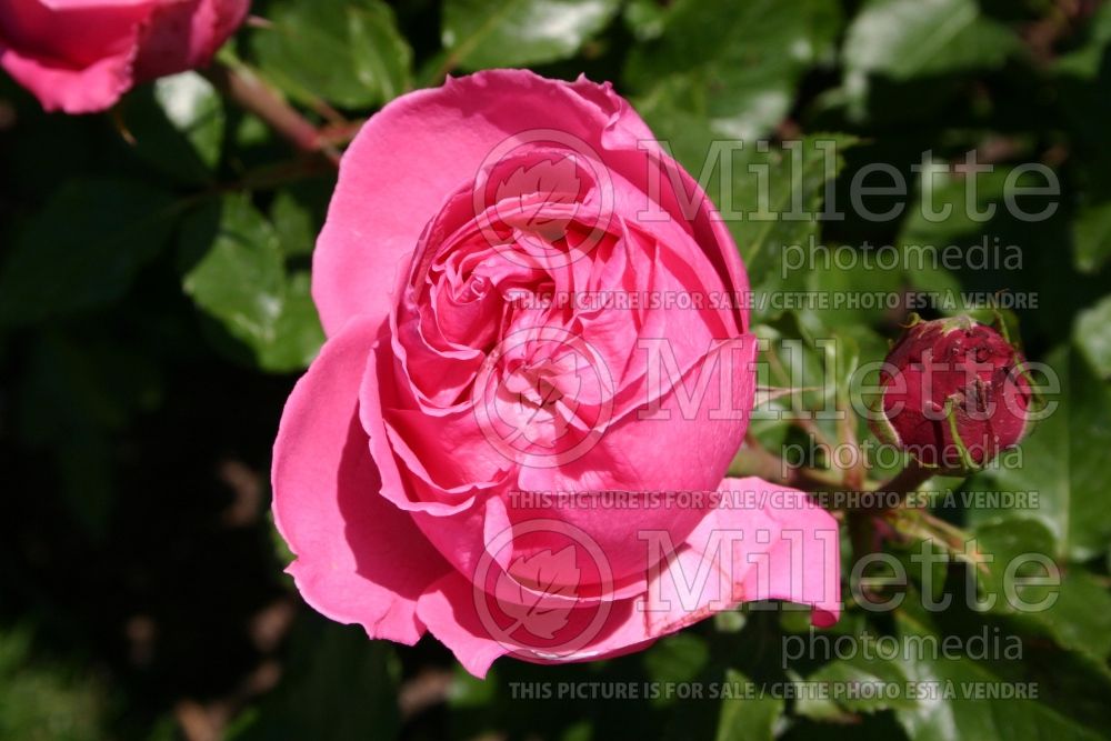 Rosa Auguste Renoir (Hybrid tea Rose) 2