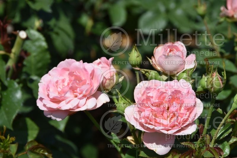 Rosa Auguste Renoir (Hybrid tea Rose) 1