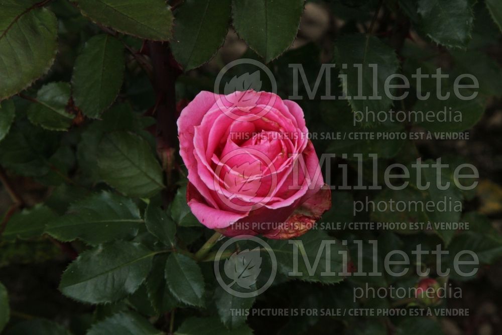 Rosa Auguste Renoir (Hybrid tea Rose) 3