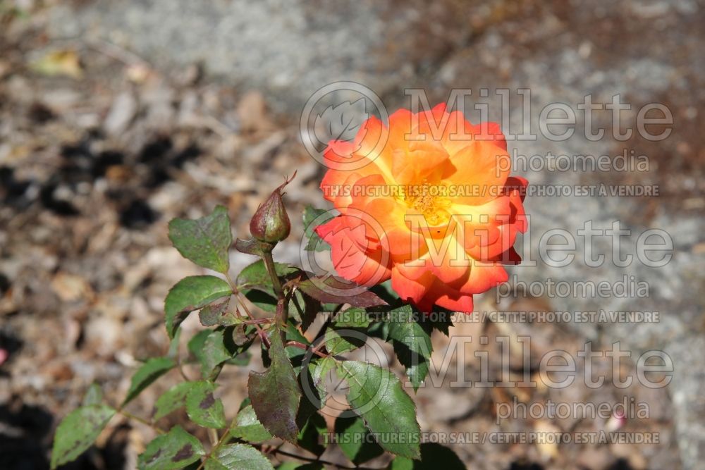 Rosa Autumn Splendor (Miniature rose) 1