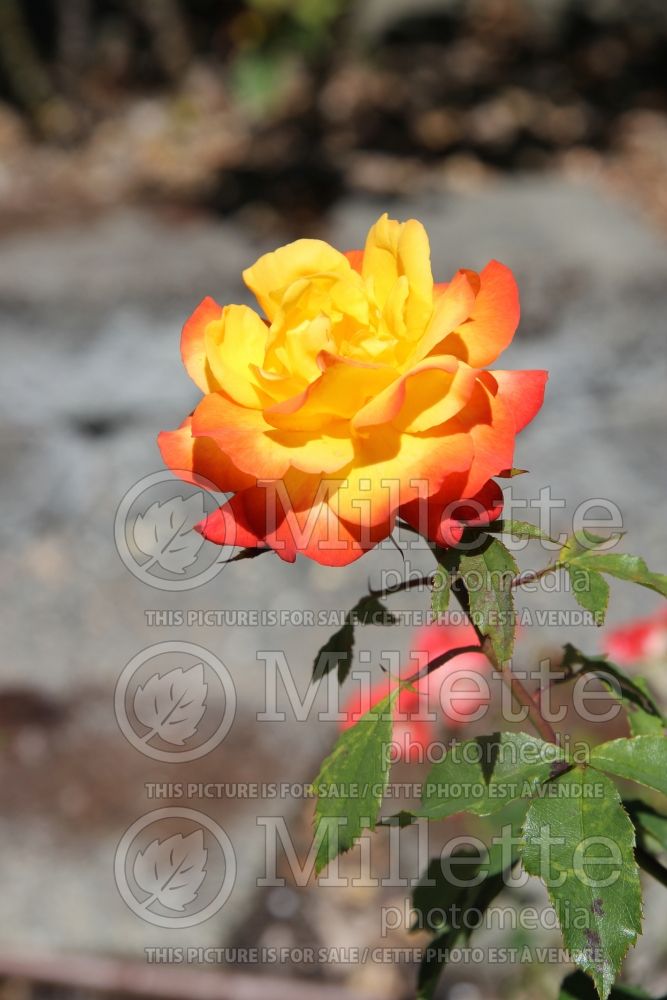 Rosa Autumn Splendor (Miniature rose) 2