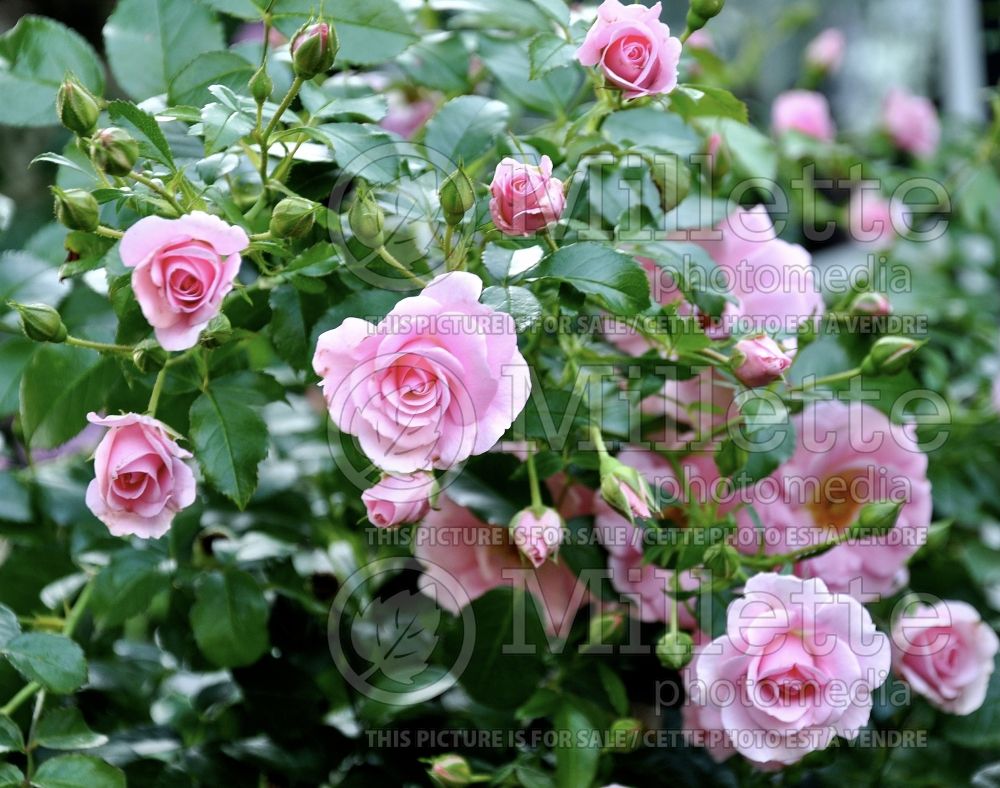Rosa Baby Blanket (shrub Rose) 2