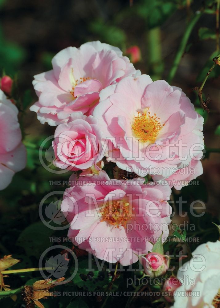 Rosa Baby Blanket (shrub Rose) 1