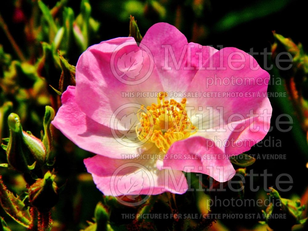 Rosa Ballerina (shrub Rose) 9