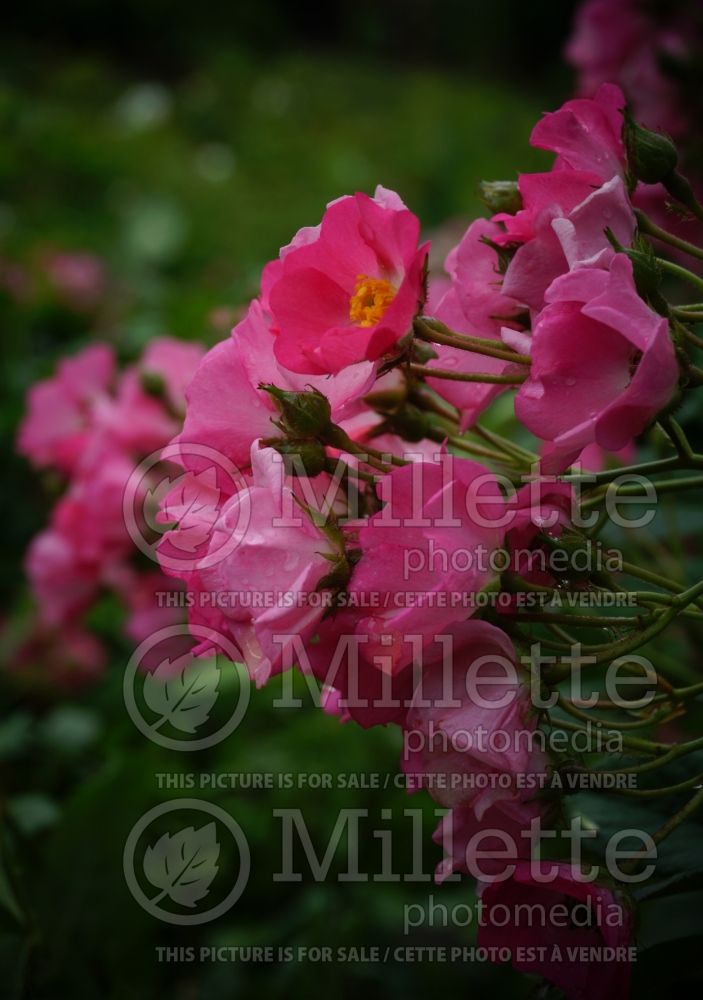 Rosa Prima Ballerina (shrub Rose) 1