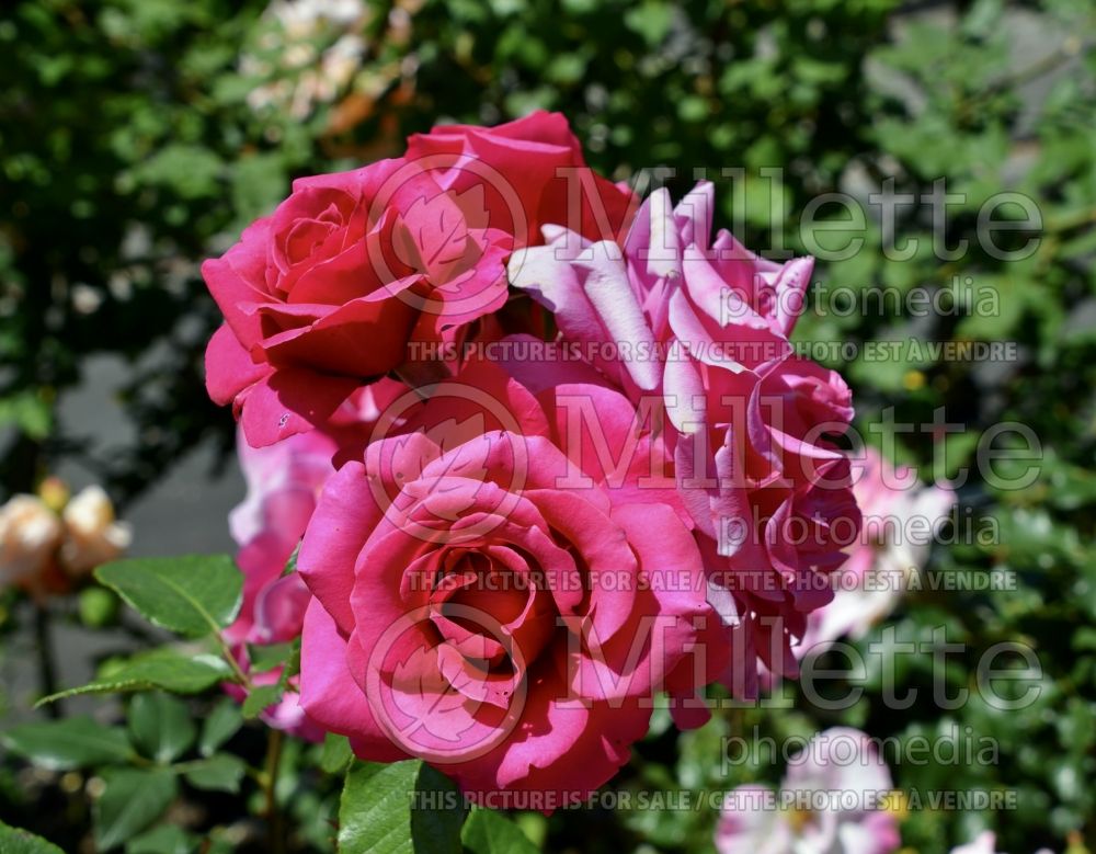 Rosa Baronne Edmond de Rothschild (Hybrid tea Rose) 1