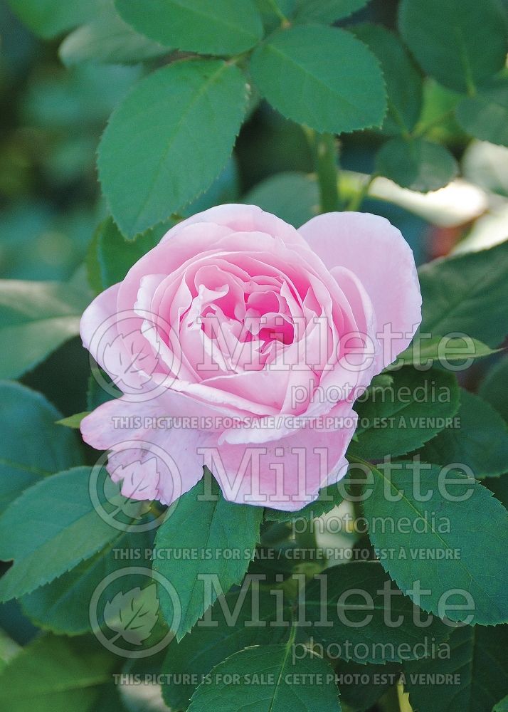 Rosa Baronne Edmond de Rothschild (Hybrid tea Rose) 2