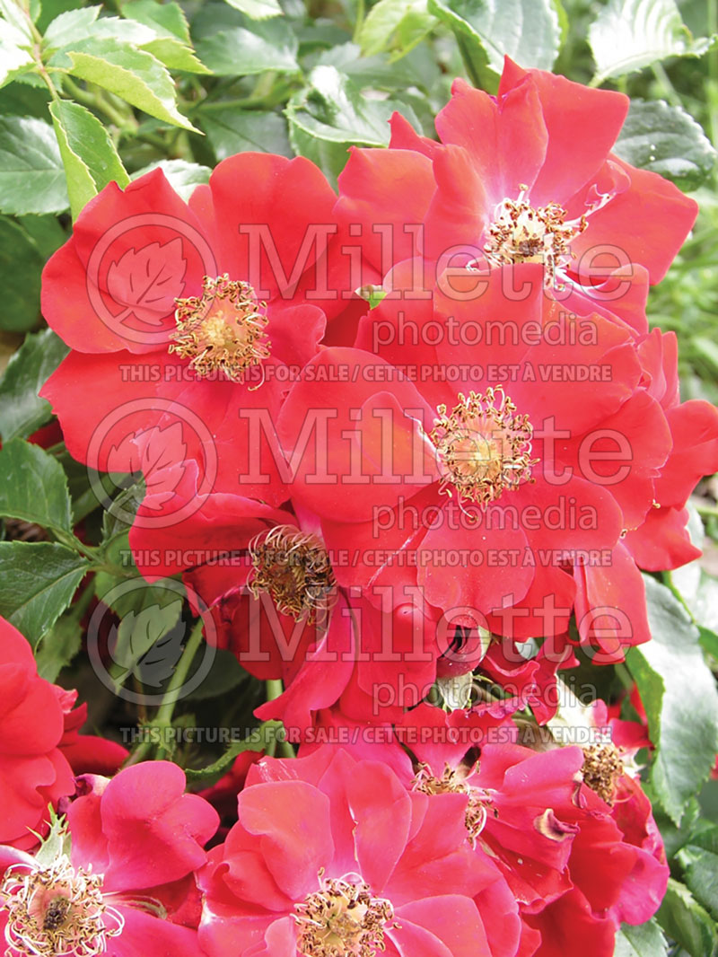 Rosa Bassino or KORmixel (Shrub Rose)  1 