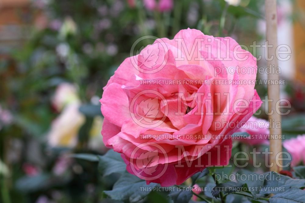 Rosa Belle Epoque (Hybrid tea rose) 1 