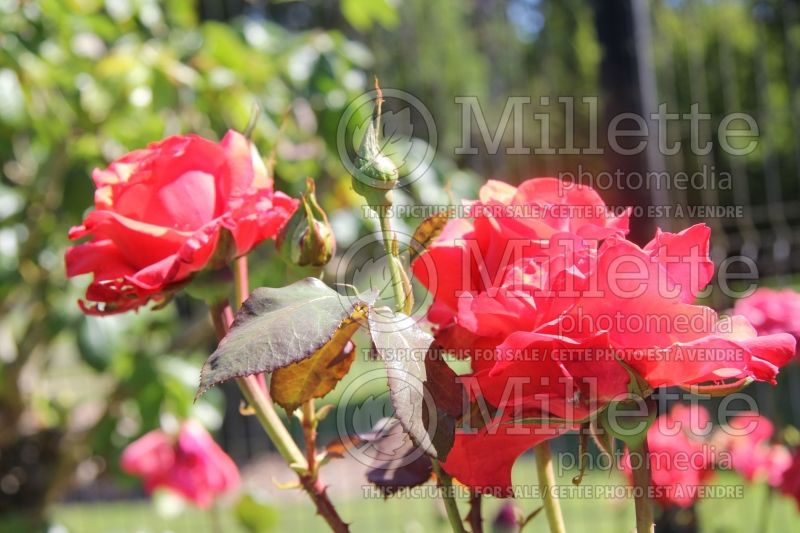 Rosa Bing Crosby (Tea Hybrid rose)