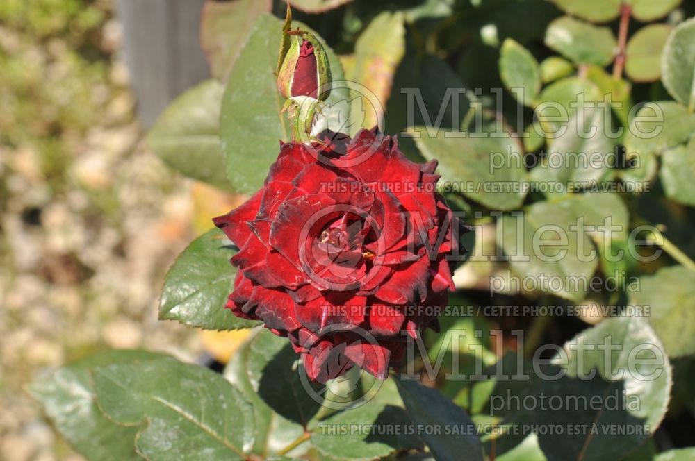 Rosa Black Baccara (Hybrid tea Rose) 3