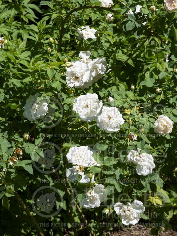 Rosa Blanc Double de Coubert (Shrub Rose) 8