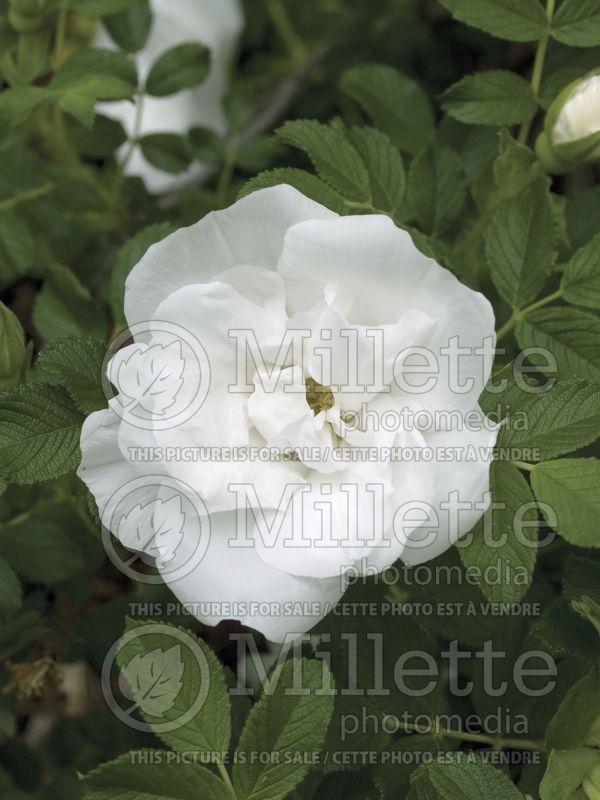 Rosa Blanc Double de Coubert (Shrub rose) 5 