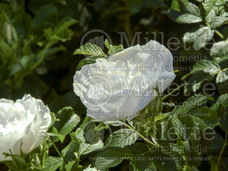 Rosa Blanc Double de Coubert (Shrub Rose) 7