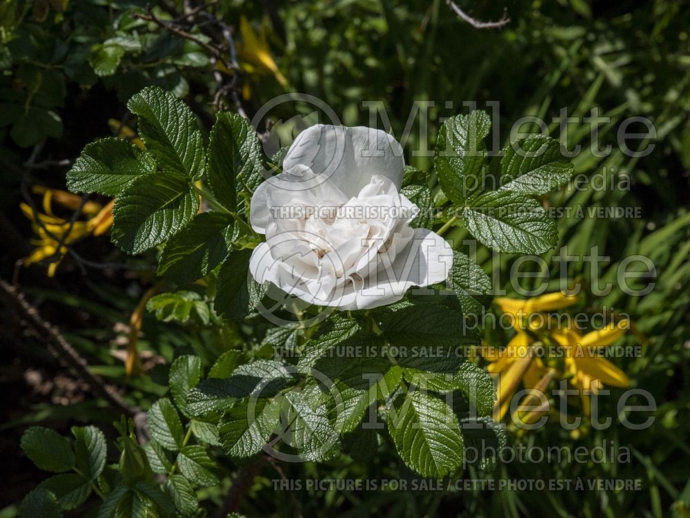 Rosa Blanc Double de Coubert (Shrub Rose) 10