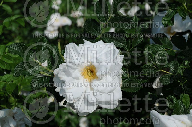 Rosa Blanc Double de Coubert (Shrub rose)  2