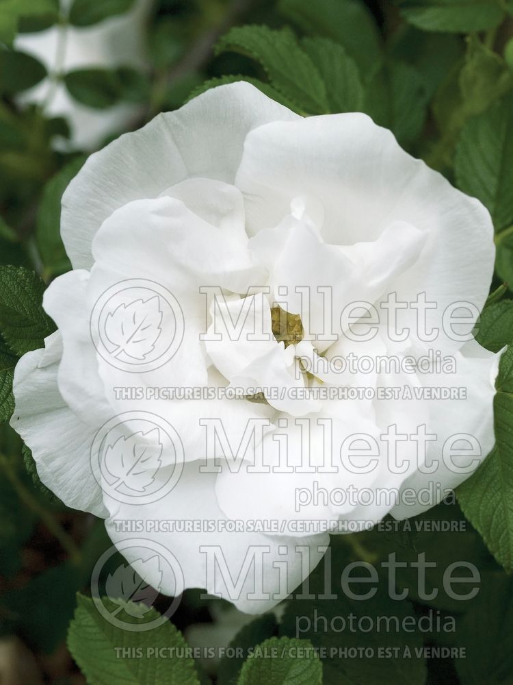 Rosa Blanc Double de Coubert (Shrub Rose) 11