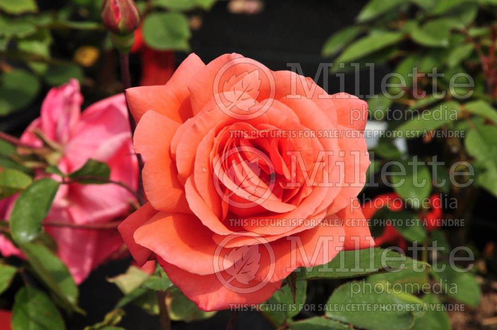 Rosa Blessings (Hybrid tea Rose) 3