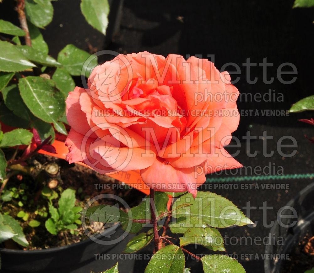 Rosa Blessings (Hybrid tea Rose) 2