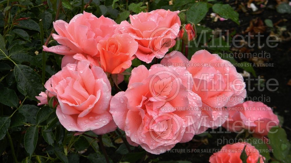 Rosa Blessings (Hybrid tea Rose) 1