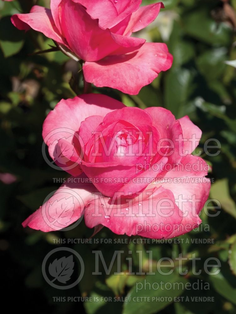 Rosa Blessings (Hybrid tea Rose) 4