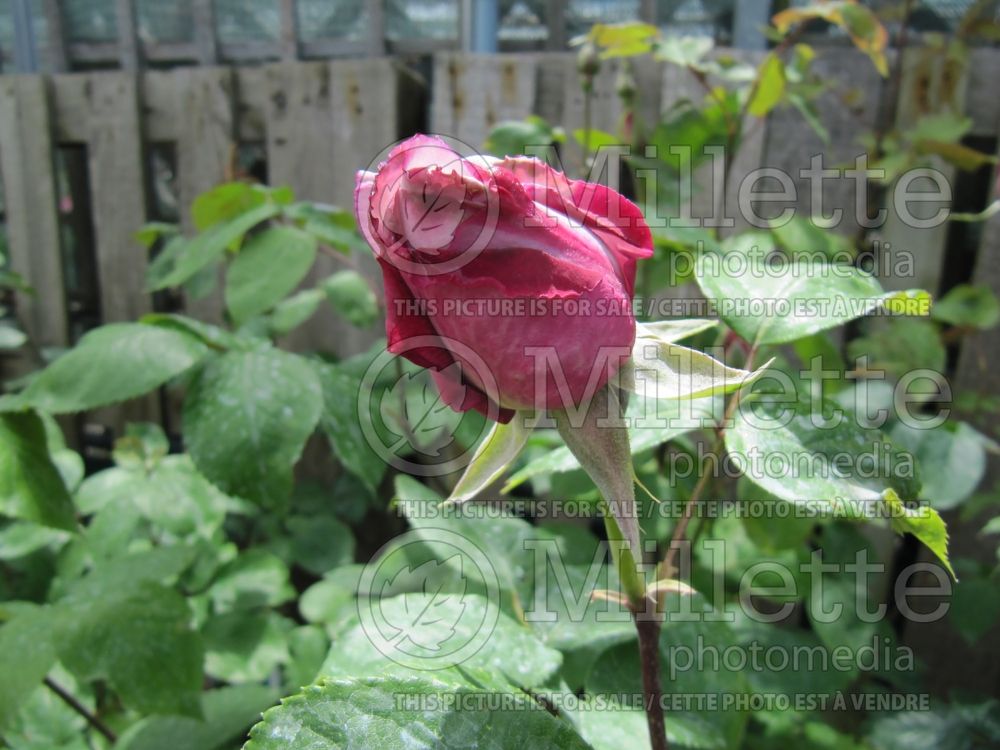 Rosa Blue Moon (Hybrid tea Rose) 1