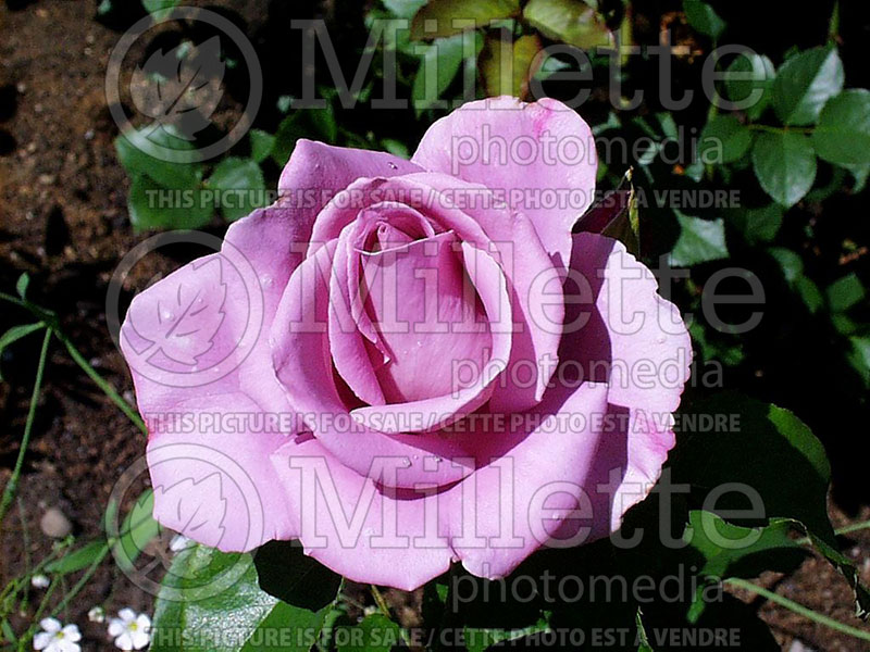 Rosa Blue Ribbon (Hybrid Tea Rose) 1