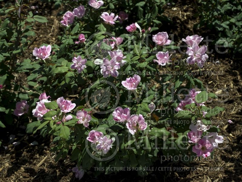 Rosa Blushing Knockout (Shrub Rose) 3