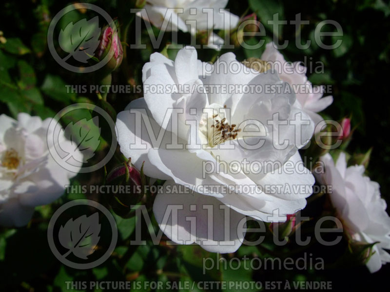 Rosa Blush Noisette (Shrub Rose)  2 