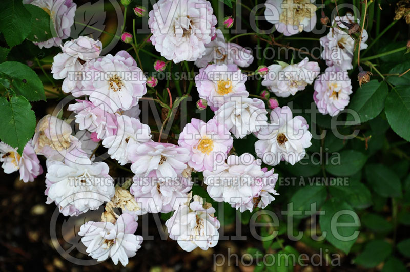 Rosa Blush Noisette (Shrub Rose)  4 