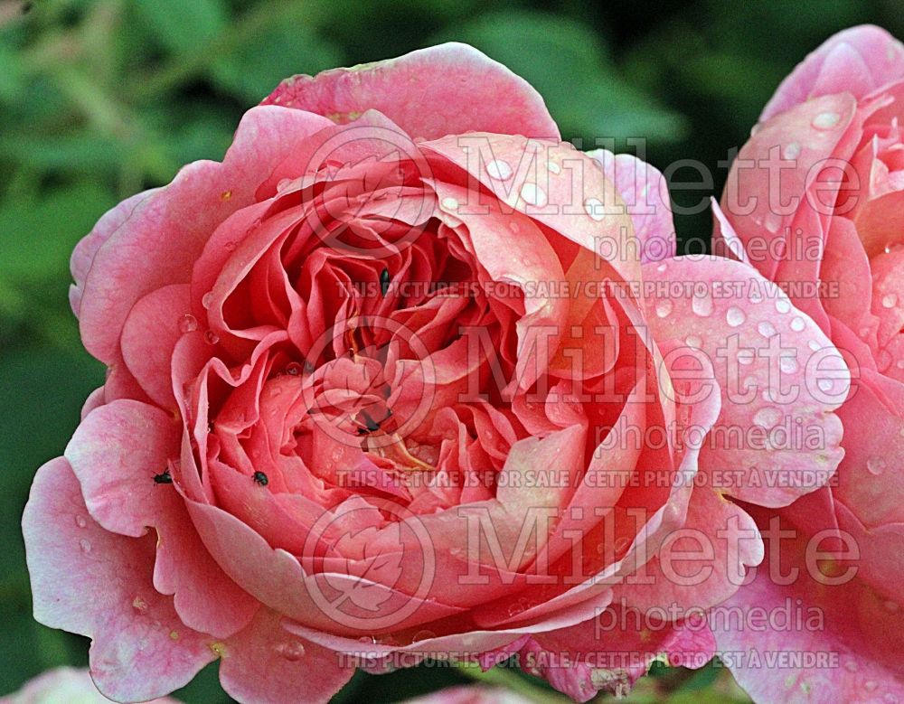 Rosa Boscobel aka Auscousin (Shrub Rose) 1 