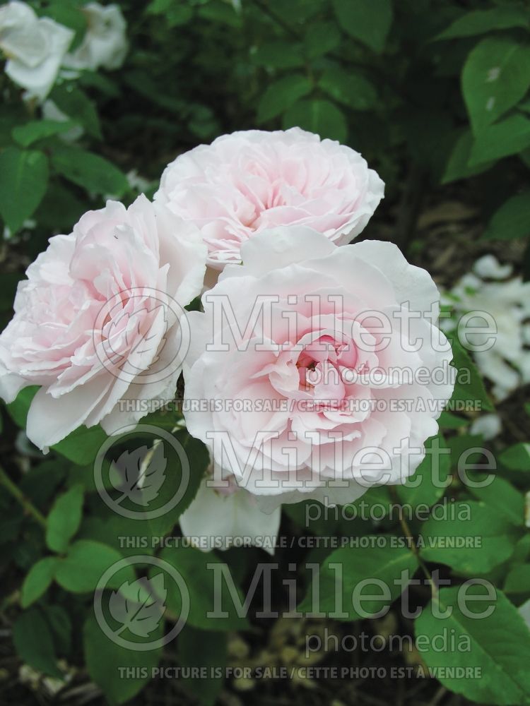 Rosa Bourbon Queen aka Rosa Queen of Bourbons aka Rosa Souvenir de la Princesse de Lamballe (Old Rose) 2