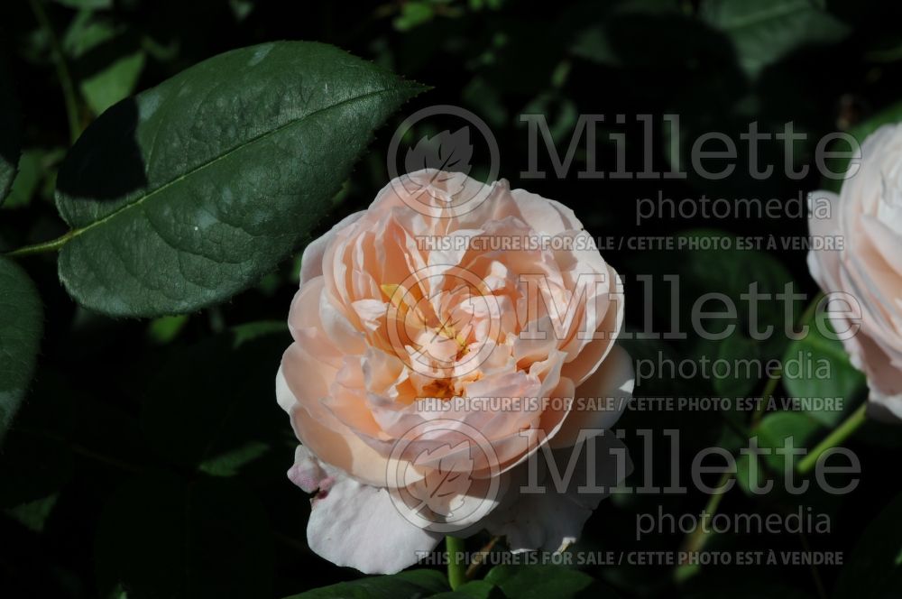 Rosa Bredon or AUSbred (Shrub Rose)  1 