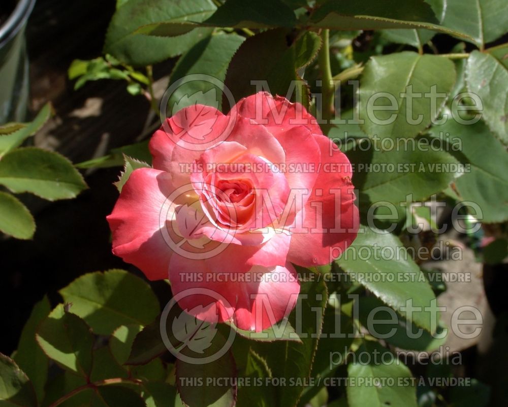 Rosa Brigadoon (Hybrid tea Rose) 1