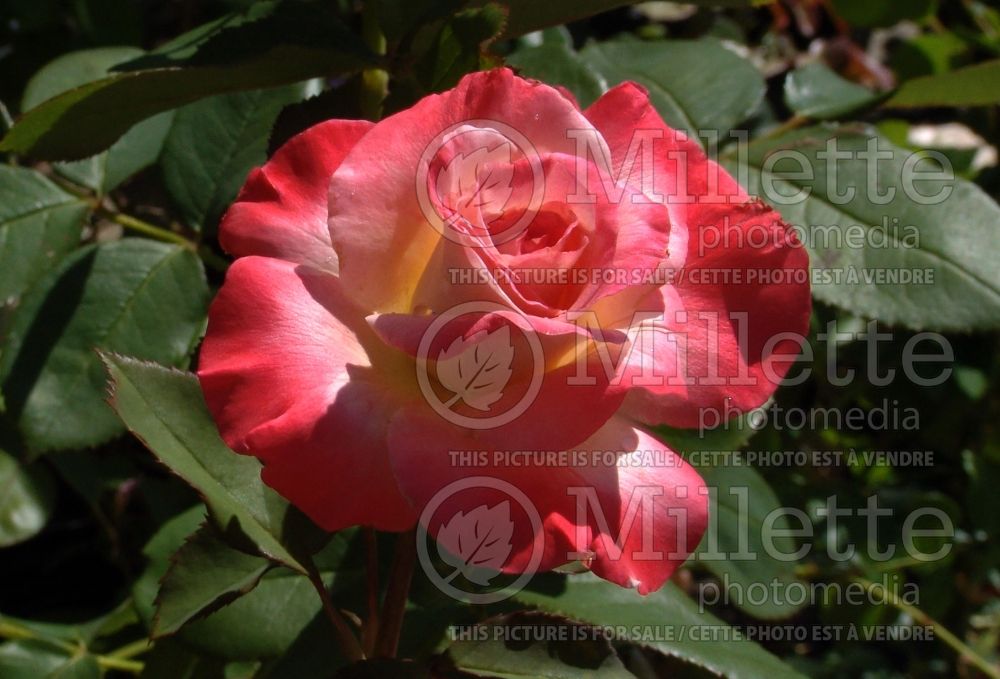 Rosa Brigadoon (Hybrid tea Rose) 2