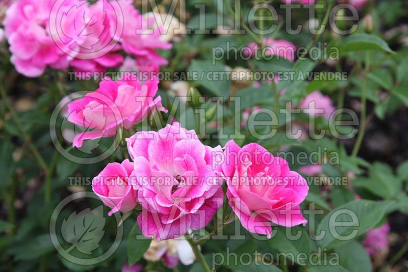 Rosa Brilliant Pink Iceberg (Floribunda Rose) 2