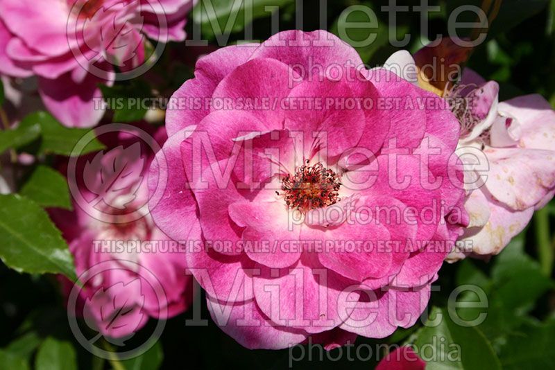 Rosa Brilliant Pink Iceberg (Floribunda Rose) 1