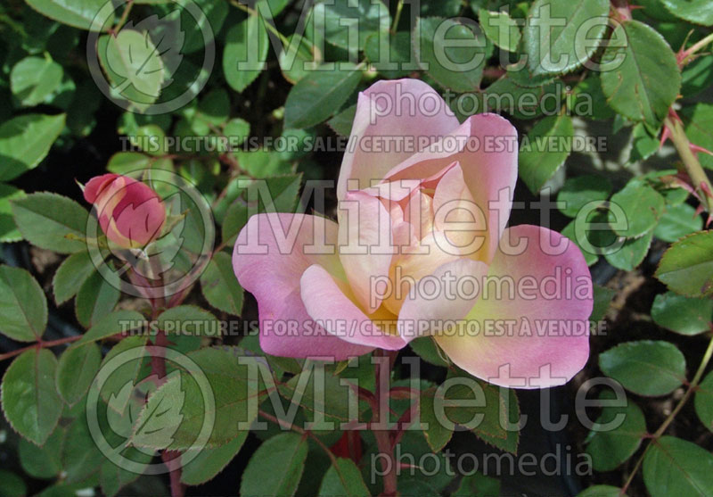 Rosa Brite Eyes (Climbing Rose)  3 