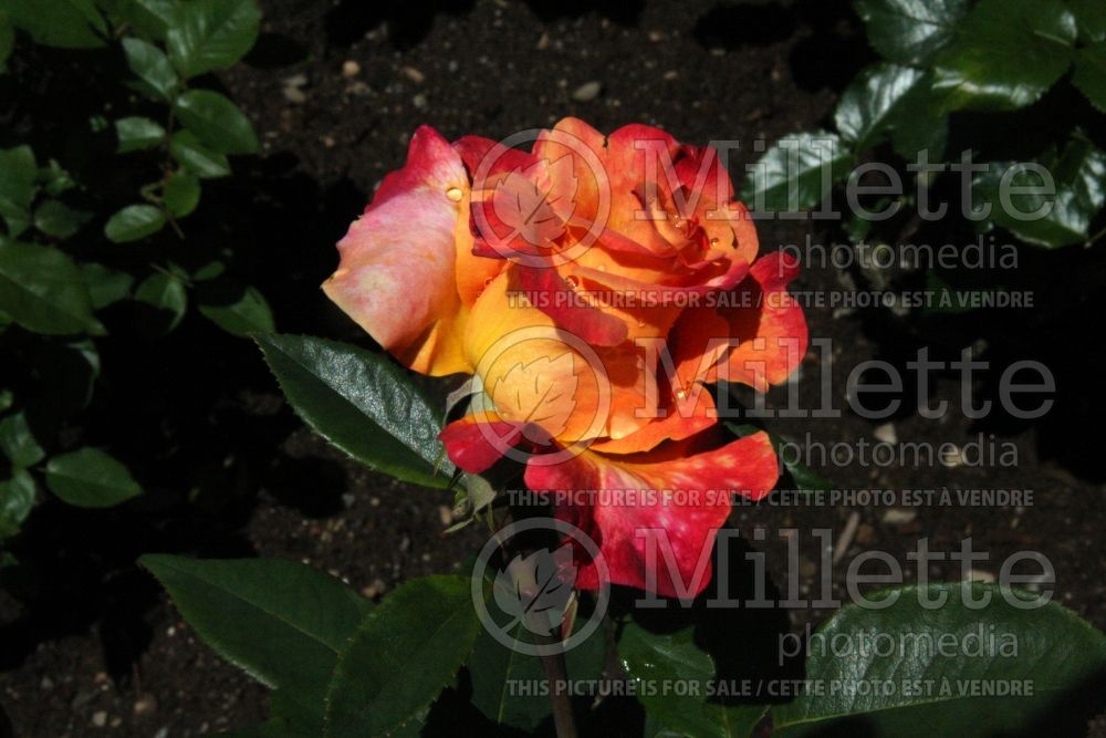 Rosa Broadway (Hybrid tea Rose) 2