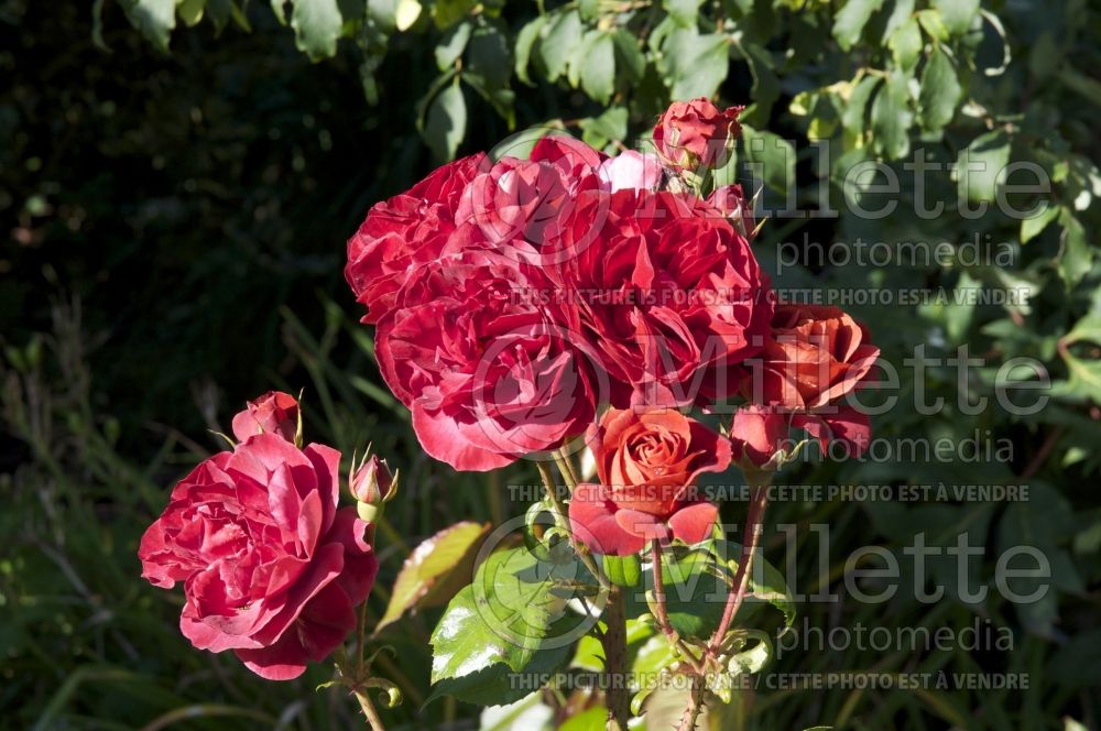 Rosa Brown Velvet (Floribunda Rose) 1