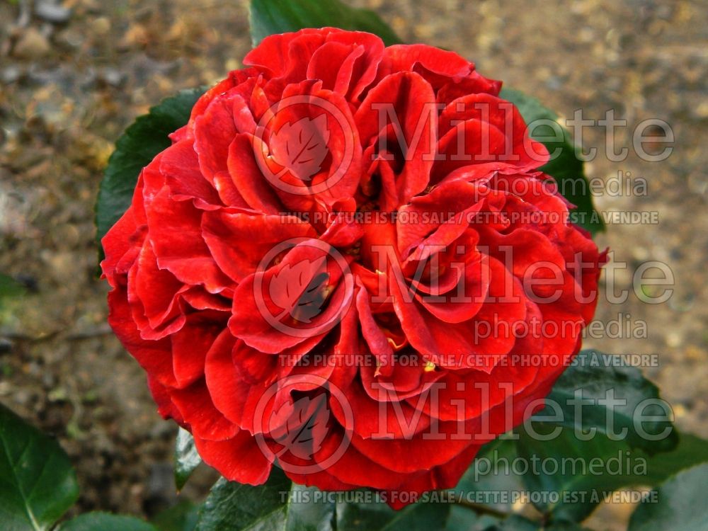 Rosa Brown Velvet (Floribunda Rose) 2